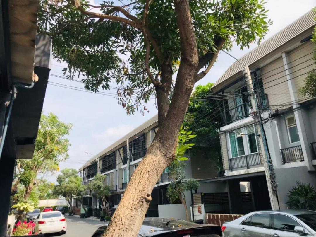 ให้เช่าทาวน์เฮ้าส์ 3 ชั้น หมู่บ้านอารียาเดลี่ ย่านลาดปลาเค้า เกษตรนวมินทร์