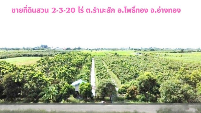 ขายต่ำกว่าราคาประเมินที่ดินสวน 2-3-20 ไร่ ใกล้กรุงเทพ ลงทุนไว้ยามเกษียณ ติดถนนสาธารณะคอนกรีต เป็นสวนปลูกต้นไม้นานาชนิดผสมผสานเต็มพื้นที่ เช่น ต้นมะม่วงน้ำดอกไม้สีทอง,ต้นพยุง  อ.โพธิ์ทอง จ.อ่างทอง